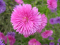 image : 